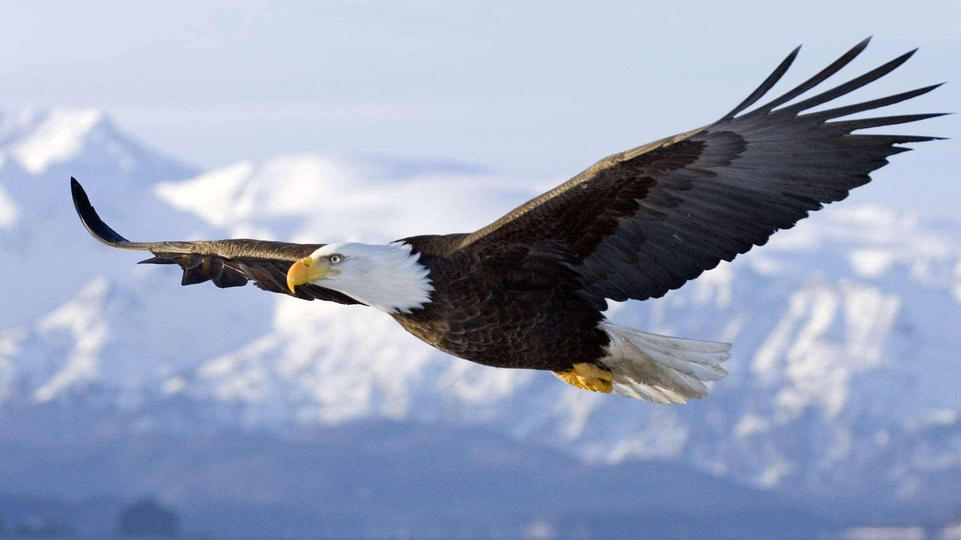 Bald Eagle in midair flight… | Help Change The World. The Future Of 