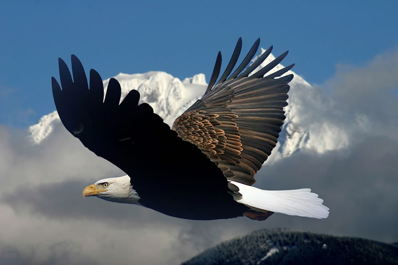 Bald Eagle in midair flight | Help Change The World. The Future Of 