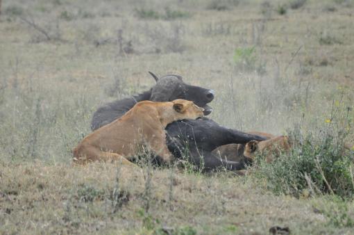 29- Lionesses Hunting Buffalo 21 - Resting and Dying