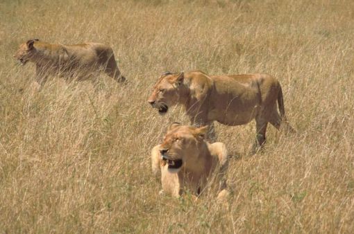 African_lions_in_hunting