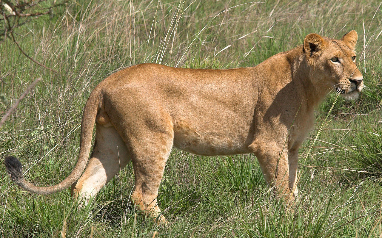 female-african-lion.jpg