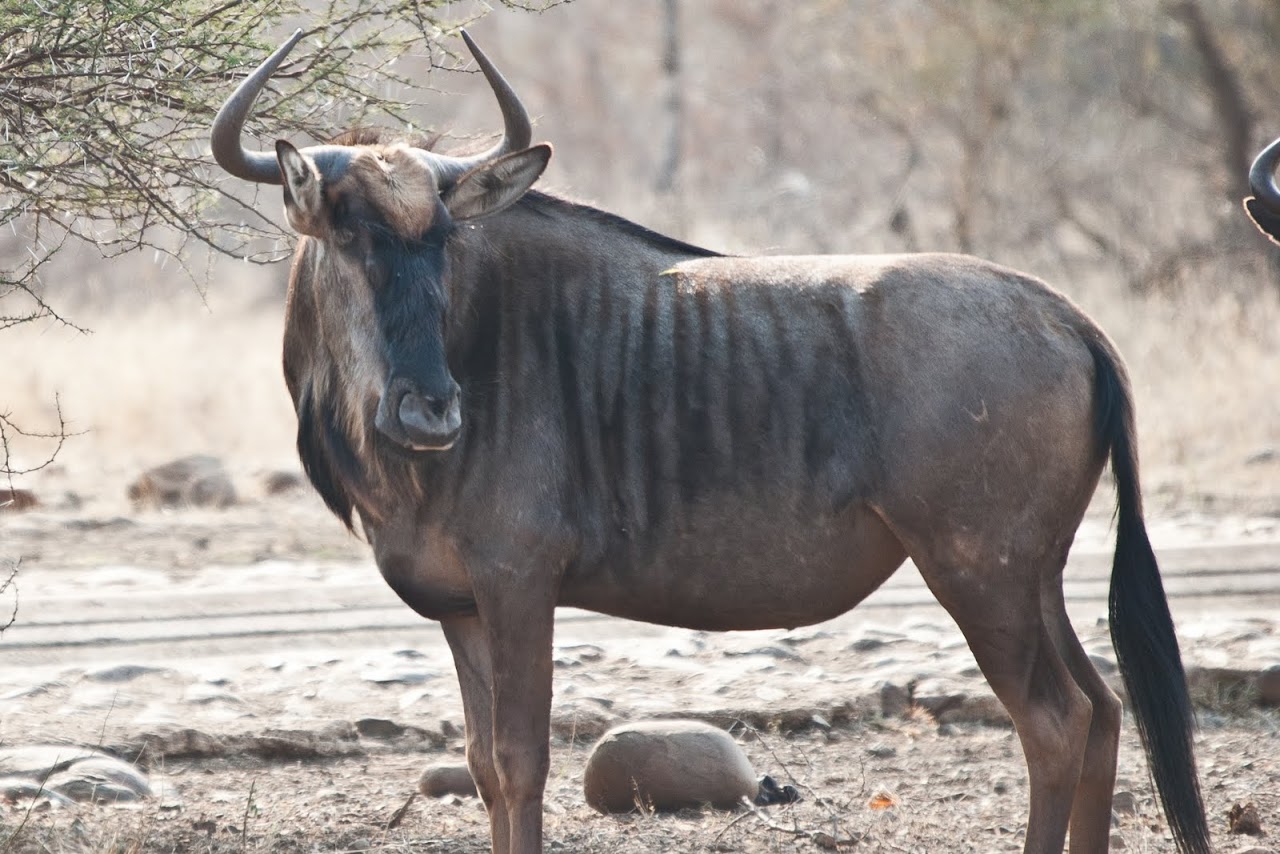 Большой гну. Антилопа гну. Белохвостая антилопа гну. Goluboy GNU. Голубая антилопа гну.