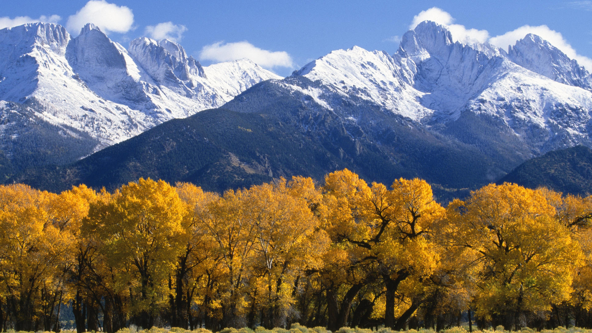 Rio-Grande-National-Forest-in-Autumn-Colorado