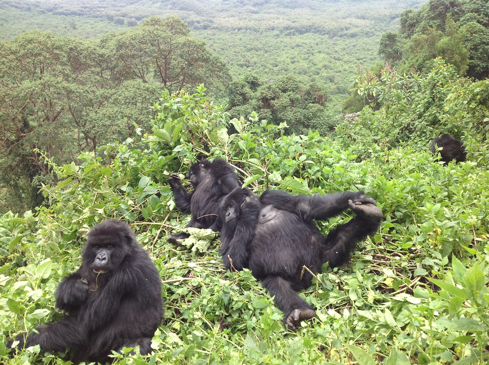 Где обитают шимпанзе. Гориллы Вирунга. Национальный парк Вирунга. Парк Вирунга в Африке. Горы Вирунга гориллы.