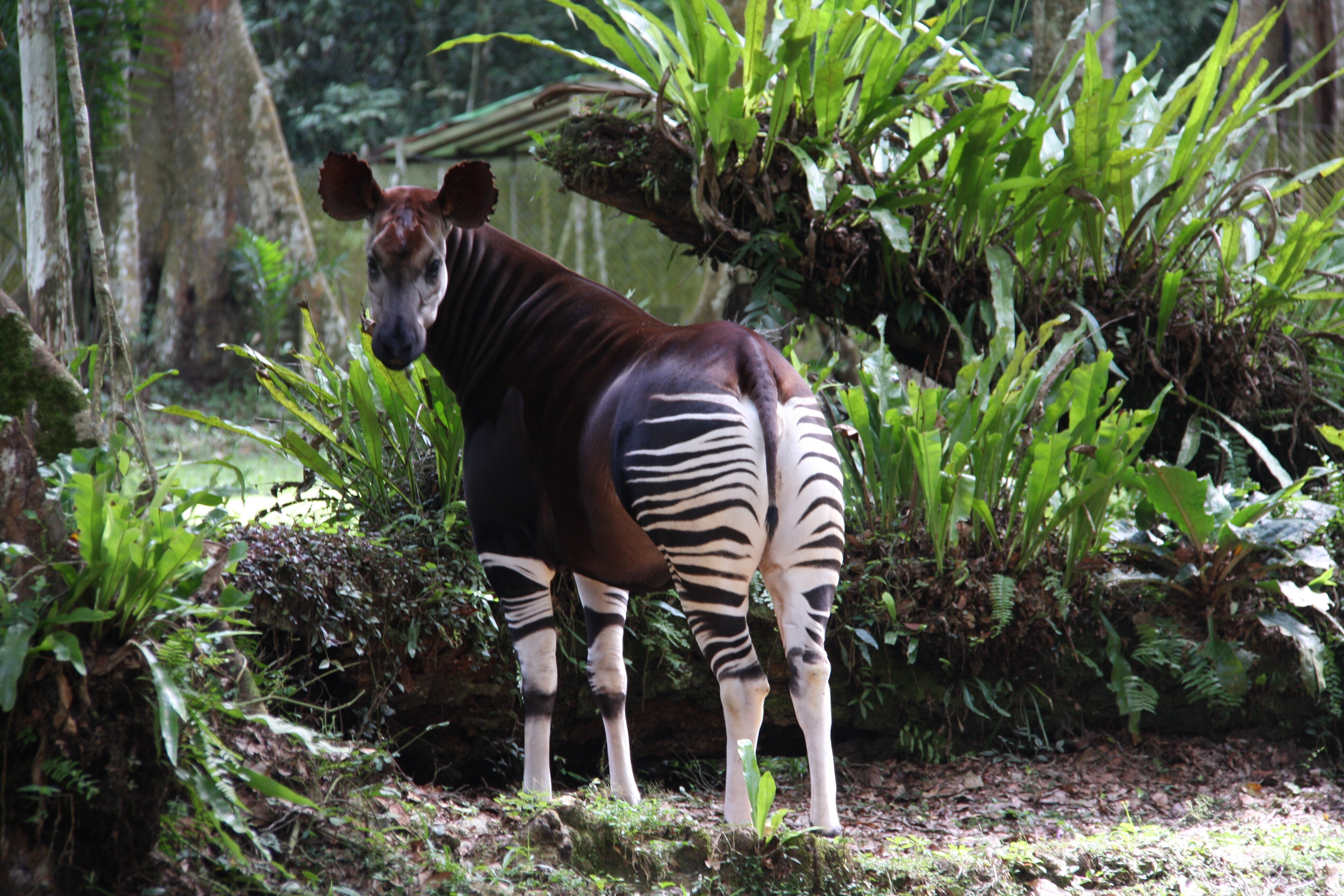 An okapi, Okapi Wildlife Reserve (Photo: sasscer.wordpress.com)