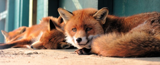 Captive_red_foxes
