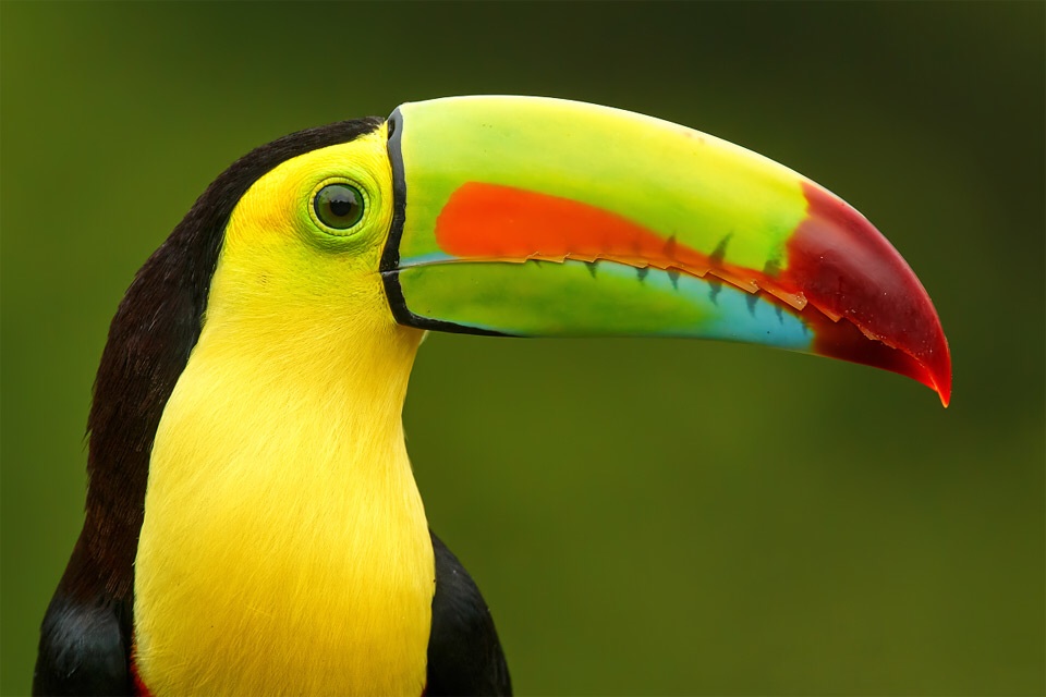 Toco Toucan Ramphastos toco PRINCE GEORGE39S COUNTY