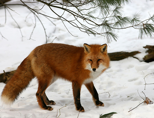 Red-Fox-photos-2012 07