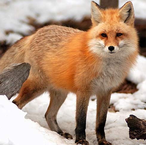 red-fox-snow