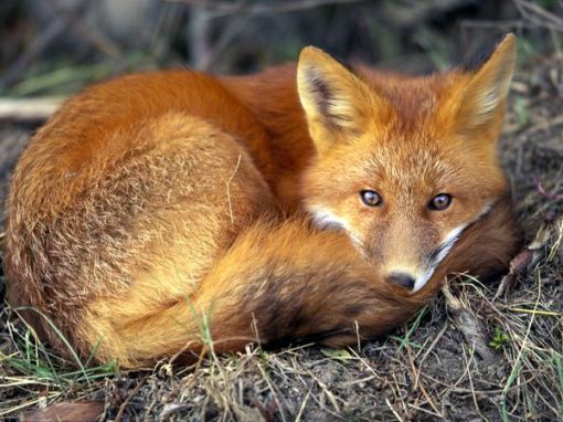 red-fox_679_600x450