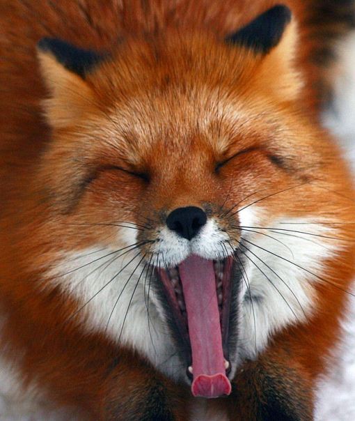 smile_red_fox_