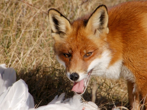 The-best-top-desktop-fox-wallpapers-hd-fox-wallpaper-7-red-fox-eating-prey