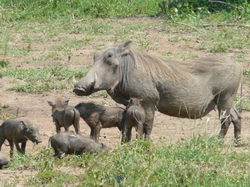Warthog-babies
